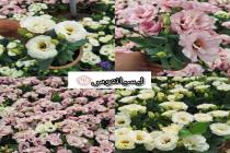 گلخانه باغ گل در اراک، فروش انواع گل و گیاه در اراک، فروش گل و گیاه زینتی در محلات اراک، فروش عمده گل و گیاه آپارتمانی در اراک، فروش گل و گیاه 09039624303 در اراک، گل و گیاه آپارتمانی زینتی در اراک