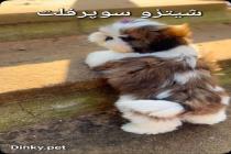 فروشگاه دینکی پت در کرج، فروش انواع سگ در کرج، فروش سگ آپارتمانی در کرج و تهران، سگ پامرانین و پودل در کرج، سگ شیتزو سوپرفلت در کرج و تهران