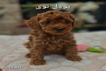 فروشگاه دینکی پت در کرج، فروش انواع سگ در کرج، فروش سگ آپارتمانی در کرج و تهران، سگ پامرانین و پودل در کرج، سگ شیتزو سوپرفلت در کرج و تهران