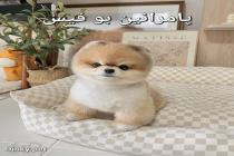 فروشگاه دینکی پت در کرج، فروش انواع سگ در کرج، فروش سگ آپارتمانی در کرج و تهران، سگ پامرانین و پودل در کرج، سگ شیتزو سوپرفلت در کرج و تهران