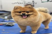 فروشگاه دینکی پت در کرج، فروش انواع سگ در کرج، فروش سگ آپارتمانی در کرج و تهران، سگ پامرانین و پودل در کرج، سگ شیتزو سوپرفلت در کرج و تهران