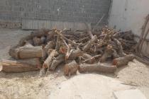 برش و قطع انواع درخت و خرید و فروش چوب بیژنی در برازجان دشتستان و بوشهر