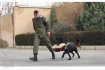 علی محمدی متخصص آموزش و تربیت سگ در تهران و کرج