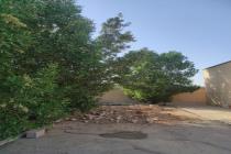برش و قطع انواع درخت و خرید و فروش چوب بیژنی در برازجان دشتستان و بوشهر