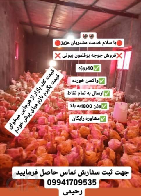 صنعت بوقلمون رحیمی در زنجان، فروش جوجه بوقلمون بیوتی در زنجان، بهترین مجموعه پرورش بوقلمون 09941709535 در زنجان، فروش بوقلمون در زنجانرود، فروش دان بوقلمون با بهترین کیفیت در زنجان